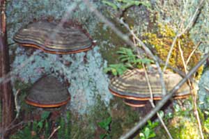 Fomitopsis pinicola, 
(c) UJ, 3.7.1994